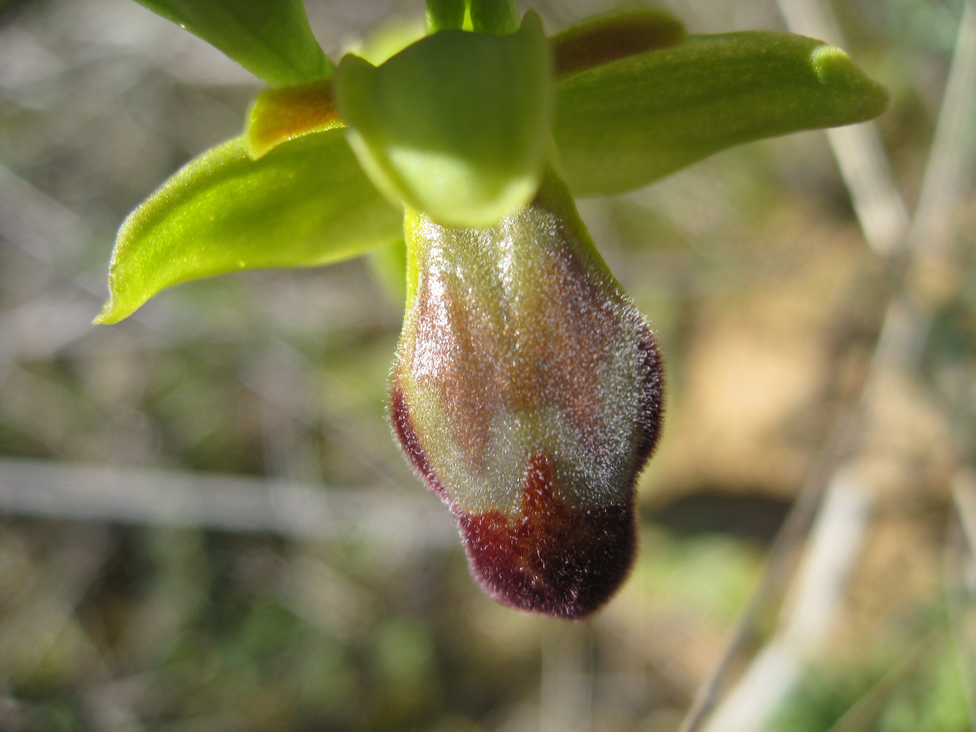 Ophrys Laur en gros plan